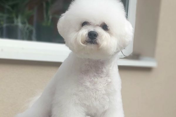 Bichon Frise cuccioli bichonfrisecuccioli1234.jpg