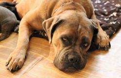 Cane Corso CaneCorso12.jpg