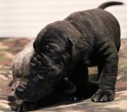 Cane Corso CaneCorso123.jpg