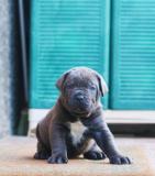 Cane Corso CaneCorso123456.jpg