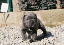 Cane Corso CaneCorso12345678.jpg