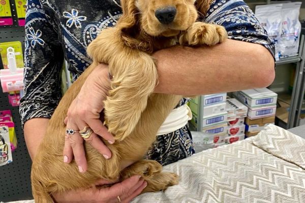 Cocker Spaniel Cucciolo cockerspanielcucciolo1.jpg