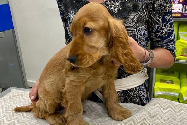 Cocker Spaniel Cucciolo cockerspanielcucciolo123.jpg