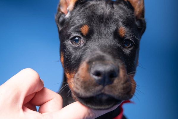 Dobermann cuccioli in vendita dobermanncuccioliinvendita.jpg