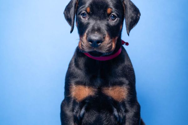 Dobermann cuccioli in vendita dobermanncuccioliinvendita12.jpg