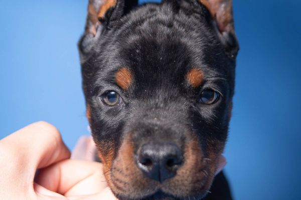 Dobermann cuccioli in vendita dobermanncuccioliinvendita1234.jpg