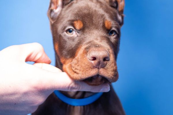 Dobermann cuccioli in vendita dobermanncuccioliinvendita12345.jpg