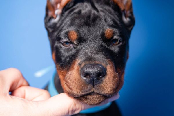 Dobermann cuccioli in vendita dobermanncuccioliinvendita123456.jpg