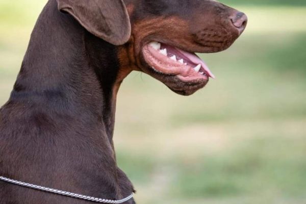 Dobermann cuccioli in vendita dobermanncuccioliinvendita12345678.jpg