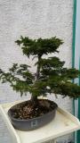 bonsai pino bonsaipino.jpg