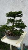 bonsai pino bonsaipino12.jpg