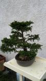 bonsai pino