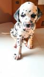 DALMATA bellissimi cuccioli DALMATAbellissimicuccioli.jpg