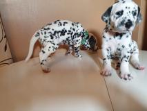 DALMATA bellissimi cuccioli DALMATAbellissimicuccioli1.jpg