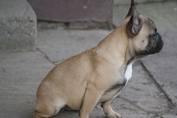 bulldog francese cucciolo in vendita bulldogfrancesecuccioloinvendi12.jpg