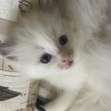 Bellissimi Ragdoll BellissimiRagdoll-5b2664a445a16.jpg