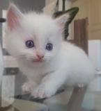 Bellissimi Ragdoll BellissimiRagdoll-5b3130c9aed59.jpg