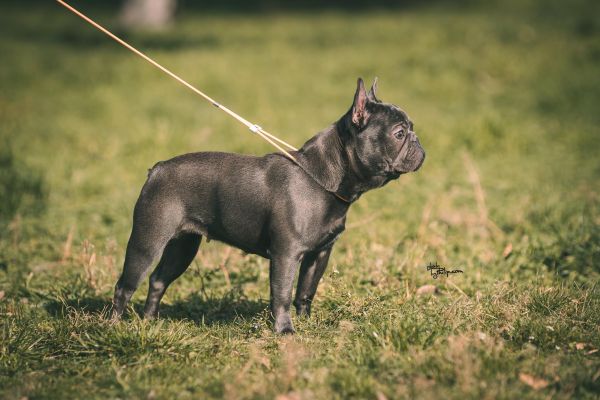 Bulldog francese Colori ESOTICI bulldogfrancesecoloriesotici1234567.jpg