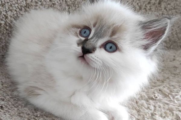 Gattini Ragdoll gattiniragdoll.jpeg