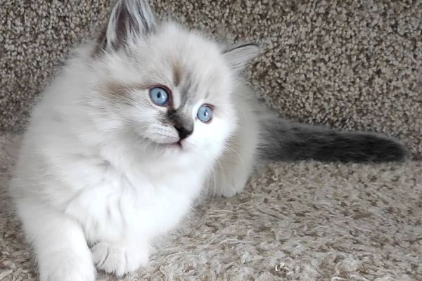 Gattini Ragdoll gattiniragdoll1.jpeg