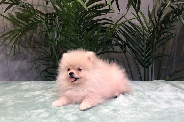 pomerania pomerania1.jpg