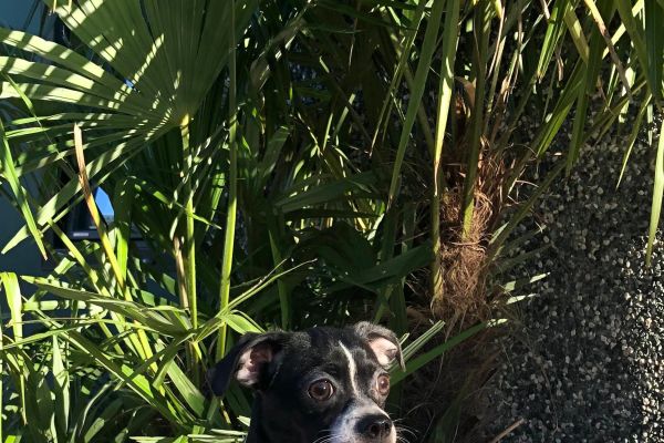 cuccioli di chihuahua cucciolidichihuahua.jpg