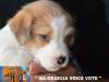 Cuccioli Jack Russell Terrier-Figli Diretti di Campioni d 385748b.jpg
