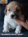 Cuccioli Jack Russell Terrier-Figli Diretti di Campioni d 385748f.jpg