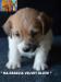 Cuccioli Jack Russell Terrier-Figli Diretti di Campioni d 385748g.jpg