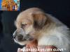 Cuccioli Jack Russell Terrier-Figli Diretti di Campioni d 385748i.jpg