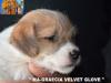 Cuccioli Jack Russell Terrier-Figli Diretti di Campioni d 385748j.jpg