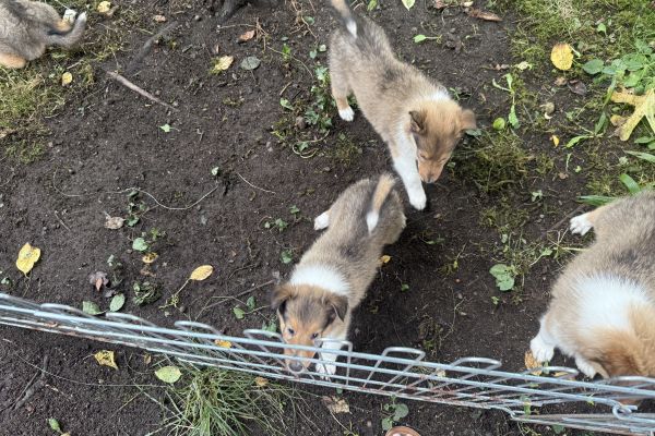 Vendo cuccioli di  Rough Collie pastore scozzese (Lassie) vendocucciolidiroughcolliepast12.jpeg