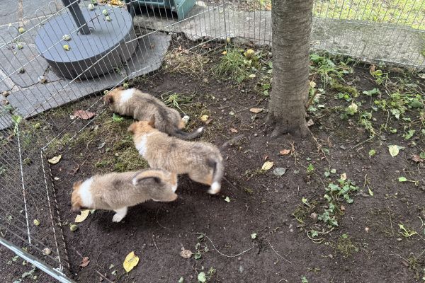 Vendo cuccioli di  Rough Collie pastore scozzese (Lassie) vendocucciolidiroughcolliepast123.jpeg