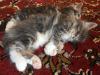 Splendidi cuccioli Maine coon 451402g.jpg