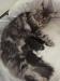 Splendidi cuccioli Maine coon 451402h.jpg