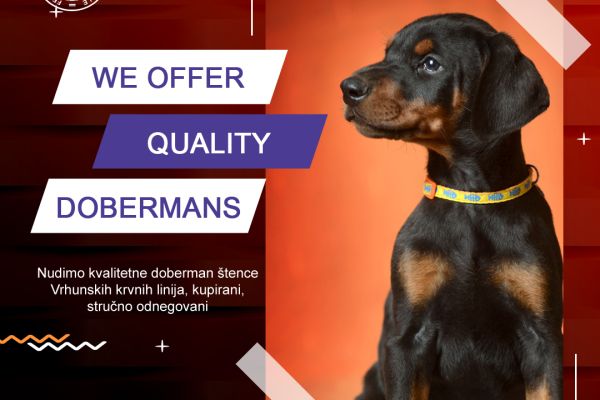 Dobermann cuccioli dobermanncuccioli.jpg