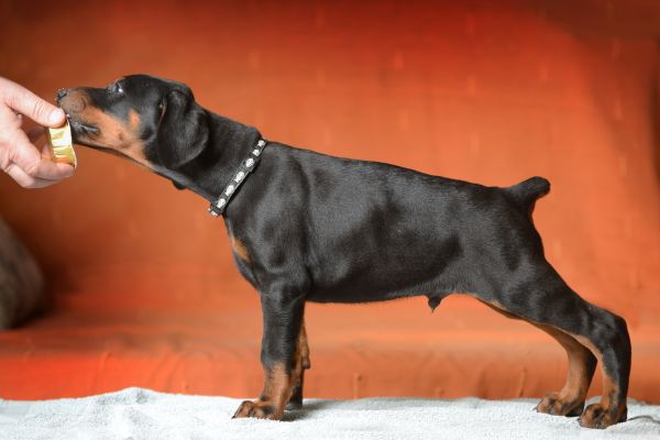 Dobermann cuccioli dobermanncuccioli1.jpg