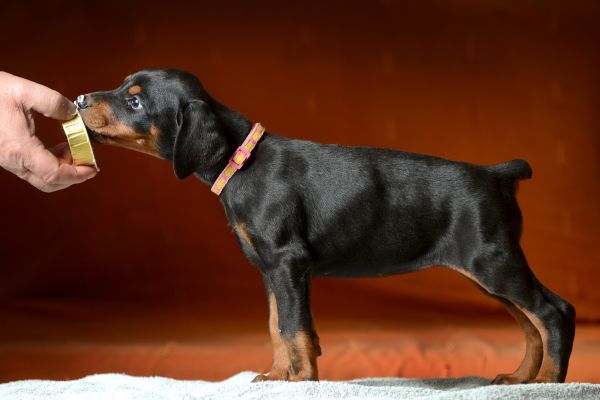 Dobermann cuccioli dobermanncuccioli12.jpg