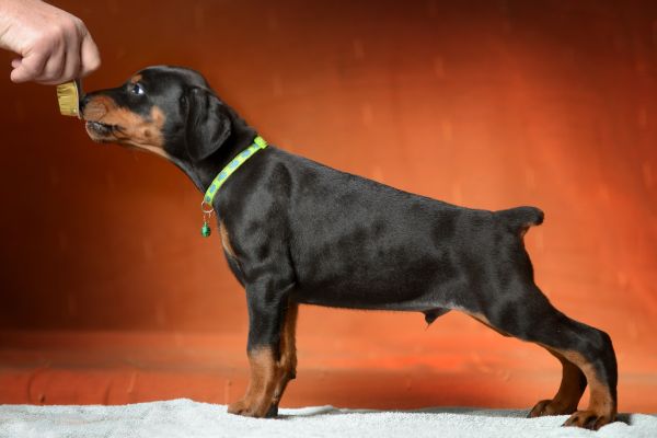 Dobermann cuccioli dobermanncuccioli123.jpg