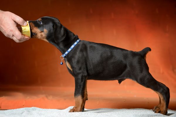 Dobermann cuccioli dobermanncuccioli12345.jpg