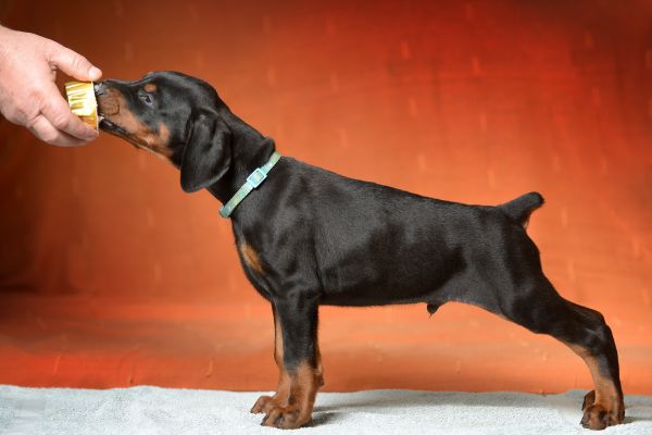 Dobermann cuccioli dobermanncuccioli123456.jpg