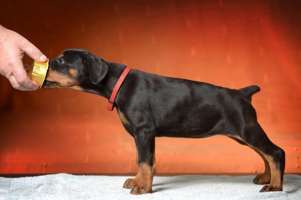 Dobermann cuccioli dobermanncuccioli1234567.jpg