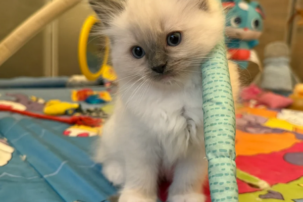Gattini Ragdoll registrati GCCF gattiniragdollregistratigccf.png