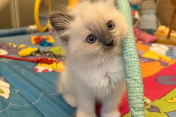 Gattini Ragdoll registrati GCCF gattiniragdollregistratigccf1.png