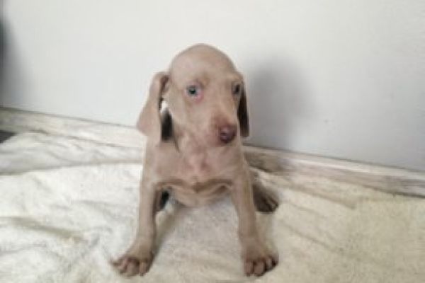 Weimaraner, a pelo corto weimaranerapelocorto1.jpg