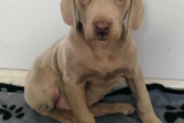 Weimaraner, a pelo corto weimaranerapelocorto123.jpg