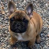 Bouledogue Francese BouledogueFrancese-60bfca1e28b65.jpg