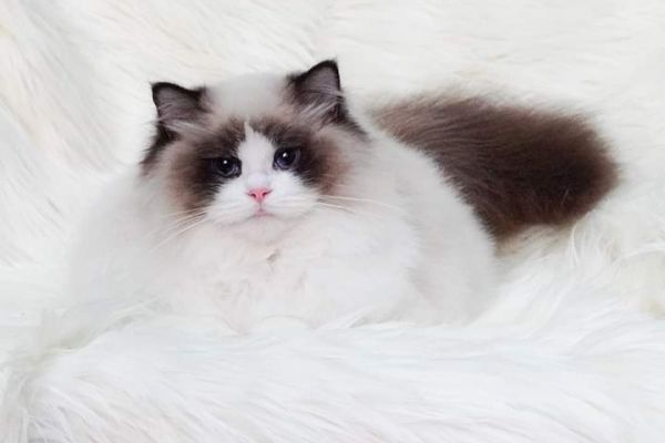 Meravigliosi cuccioli di ragdoll meravigliosicucciolidiragdoll.jpg