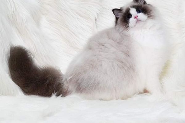 Meravigliosi cuccioli di ragdoll meravigliosicucciolidiragdoll1.jpg