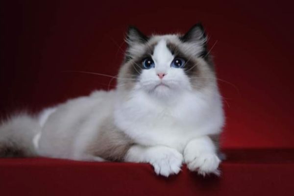 Meravigliosi cuccioli di ragdoll meravigliosicucciolidiragdoll12.jpg